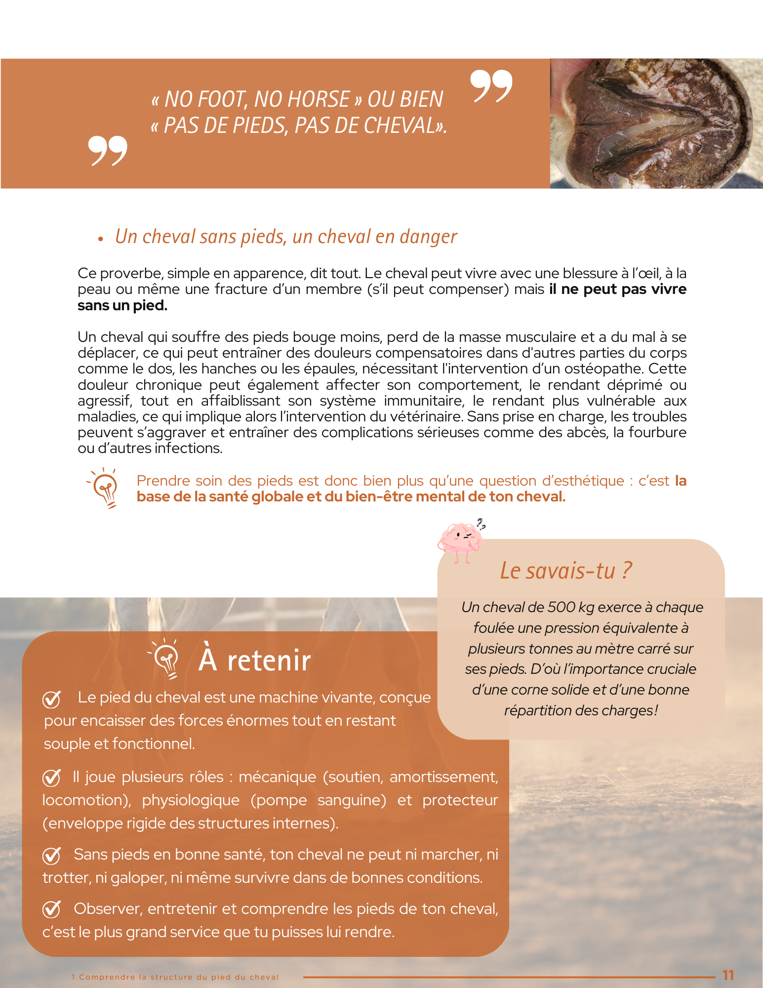 comprendre et entretenir les pieds de ton cheval comprendre et entretenir les pieds de ton cheval